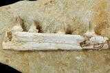 Mosasaur Jaws (Platecarpus) - Exceptional Preparation #110020-4